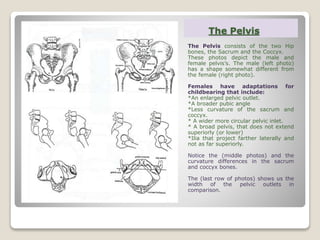 The Pelvis
The Pelvis consists of the two Hip
bones, the Sacrum and the Coccyx.
These photos depict the male and
female pelvis’s. The male (left photo)
has a shape somewhat different from
the female (right photo).
Females have adaptations for
childbearing that include:
*An enlarged pelvic outlet.
*A broader pubic angle
*Less curvature of the sacrum and
coccyx.
* A wider more circular pelvic inlet.
* A broad pelvis, that does not extend
superiorly (or lower)
*Ilia that project farther laterally and
not as far superiorly.
Notice the (middle photos) and the
curvature differences in the sacrum
and coccyx bones.
The (last row of photos) shows us the
width of the pelvic outlets in
comparison.
 