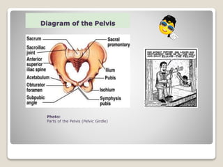 Diagram of the Pelvis
Photo:
Parts of the Pelvis (Pelvic Girdle)
 