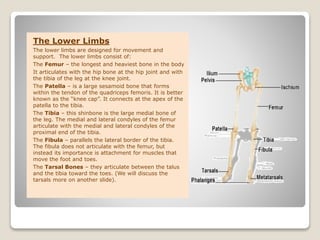 The Lower Limbs
The lower limbs are designed for movement and
support. The lower limbs consist of:
The Femur – the longest and heaviest bone in the body
It articulates with the hip bone at the hip joint and with
the tibia of the leg at the knee joint.
The Patella – is a large sesamoid bone that forms
within the tendon of the quadriceps femoris. It is better
known as the “knee cap”. It connects at the apex of the
patella to the tibia.
The Tibia – this shinbone is the large medial bone of
the leg. The medial and lateral condyles of the femur
articulate with the medial and lateral condyles of the
proximal end of the tibia.
The Fibula – parallels the lateral border of the tibia.
The fibula does not articulate with the femur, but
instead its importance is attachment for muscles that
move the foot and toes.
The Tarsal Bones – they articulate between the talus
and the tibia toward the toes. (We will discuss the
tarsals more on another slide).
 