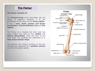 The Femur consists of:
The Femoral head which articulates with the
pelvis. A ligament attaches it at the
acetabulum to the femur at the fovea capitis.
It has a neck, shaft, greater and lesser
trochanters, intertrochanteric line and line
aspera.
The Femur as it reaches the knee joint has
some ridges that lead to the medial and
lateral epicondyles. They are part of the
knee joint. The condyles are separated by a
deep intercondylar fossa.
The anterior and inferior surfaces of the two
condyles are separated by a patellar surface
on which the patella glides.
The Femur
 