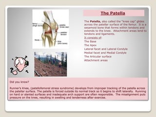 Did you know?
Runner’s Knee, (patellofemoral stress syndrome) develops from improper tracking of the patella across
the patellar surface. The patella is forced outside its normal track so it begins to shift laterally. Running
on hard or slanted surfaces and inadequate arch support are often responsible. The misalignment puts
pressure on the knee, resulting in swelling and tenderness after exercise.
The Patella, also called the “knee cap” glides
across the patellar surface of the femur. It is a
sesamoid bone that forms within tendons and
extends to the knee. Attachment areas lend to
tendons and ligaments.
It consists of:
The Base
The Apex
Lateral facet and Lateral Condyle
Medial facet and Medial Condyle
The Articular surface
Attachment areas
The Patella
 