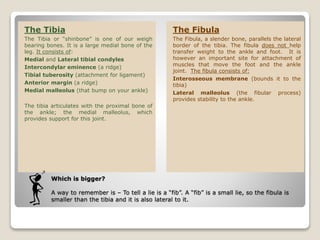 Which is bigger?
A way to remember is – To tell a lie is a “fib”. A “fib” is a small lie, so the fibula is
smaller than the tibia and it is also lateral to it.
The Tibia
The Tibia or “shinbone” is one of our weigh
bearing bones. It is a large medial bone of the
leg. It consists of:
Medial and Lateral tibial condyles
Intercondylar eminence (a ridge)
Tibial tuberosity (attachment for ligament)
Anterior margin (a ridge)
Medial malleolus (that bump on your ankle)
The tibia articulates with the proximal bone of
the ankle; the medial malleolus, which
provides support for this joint.
The Fibula
The Fibula, a slender bone, parallels the lateral
border of the tibia. The fibula does not help
transfer weight to the ankle and foot. It is
however an important site for attachment of
muscles that move the foot and the ankle
joint. The fibula consists of:
Interosseous membrane (bounds it to the
tibia)
Lateral malleolus (the fibular process)
provides stability to the ankle.
 
