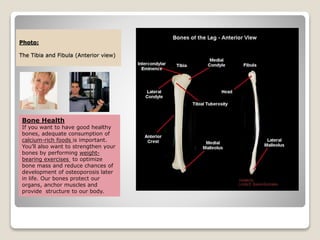 Photo:
The Tibia and Fibula (Anterior view)
Bone Health
If you want to have good healthy
bones, adequate consumption of
calcium-rich foods is important.
You’ll also want to strengthen your
bones by performing weight-
bearing exercises to optimize
bone mass and reduce chances of
development of osteoporosis later
in life. Our bones protect our
organs, anchor muscles and
provide structure to our body.
 