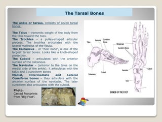 The Tarsal Bones
The ankle or tarsus, consists of seven tarsal
bones:
The Talus – transmits weight of the body from
the tibia toward the toes.
The Trochlea – a pulley-shaped articular
process. The trochlea articulates with the
lateral malleolus of the fibula.
The Calcaneus – or “heel bone”, is one of the
largest tarsal bones. Looks like a knob-shaped
projection.
The Cuboid – articulates with the anterior
surface of the calcaneus.
The Navicular – (anterior to the talus on the
medial side of the ankle); it articulates with the
talus and 3 cuneiform bones
Medial, Intermediate and Lateral
Cuneiform bones – they articulate with the
anterior surface of the navicular. The later
cuneiform also articulates with the cuboid.
Photo:
Casted Footprints
from “Big Foot”.
 