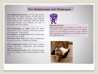 The Metatarsals and Phalanges
The Metatarsal bones are five long bones
that form the distal portion of the foot or
metatarsus. Roman numerals help identify
them. Bones I-III articulate with the three
cuneiform bones and Bones IV and V
articulate with the cuboid.
The Phalanges, or toes, have the same
organization as the fingers. The toes contain
14 phalanges. (Each foot)
The Hallux, or great toe has 2 phalanges
(proximal and distal).
The other four toes each have 3 phalanges
a piece (proximal, middle and distal).
The Longitudinal arch of the foot is where
weight transfers. Ligaments and tendons
maintain this arch.
The Transverse arch is the curvature seen
from the medial to the lateral borders of the
foot.
Did you know?
Gout (joint pain) is caused by a build up of
uric acid in the joints of the foot. It usually
occurs to the large toe and is very painful
and produces swelling and warmth around
the affected joint.
 