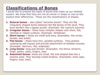 Classifications of Bones
I would like to present the types of bones that make up our skeletal
system. We know that they are not all similar in shape or size so lets
explore their differences. These are the classifications of shapes.
1. Sutural bones – also called “wormian bones”. They are flat
irregularly shaped bones between the flat bones of the skull. They
have borders like a jigsaw puzzle. (Example: the cranium sutures)
2. Irregular bones – these have complex shapes with short, flat,
notched or ridged surfaces. (Example: Vertebrae)
3. Short bones – these are small and boxy. (Examples: the wrists,
tarsals, and ankle)
4. Flat bones – these have thin, parallel surfaces. They protect
underlying soft tissues and provide attachment of skeletal muscles.
(Example: sternum, ribs, scapulae)
5. Long bones- long and slender. (Examples: the femur, forearm,
thigh, palms, soles, fingers, toes
6. Sesamoid bones- these are small, flat and shaped that like a
sesame seed. They develop inside tendons. (Examples: knee caps,
fingers, toes, feet).
 