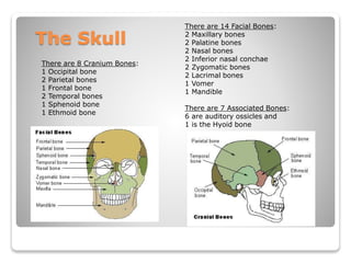 The Skull
There are 8 Cranium Bones:
1 Occipital bone
2 Parietal bones
1 Frontal bone
2 Temporal bones
1 Sphenoid bone
1 Ethmoid bone
There are 14 Facial Bones:
2 Maxillary bones
2 Palatine bones
2 Nasal bones
2 Inferior nasal conchae
2 Zygomatic bones
2 Lacrimal bones
1 Vomer
1 Mandible
There are 7 Associated Bones:
6 are auditory ossicles and
1 is the Hyoid bone
 