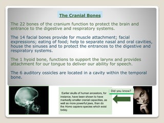 The Cranial Bones
The 22 bones of the cranium function to protect the brain and
entrance to the digestive and respiratory systems.
The 14 facial bones provide for muscle attachment; facial
expressions; eating of food; help to separate nasal and oral cavities,
house the sinuses and to protect the entrances to the digestive and
respiratory systems.
The 1 hyoid bone, functions to support the larynx and provides
attachment for our tongue to deliver our ability for speech.
The 6 auditory ossicles are located in a cavity within the temporal
bone.
.Earlier skulls of human ancestors, for
instance, have been shown to have
markedly smaller cranial capacities, as
well as more powerful jaws, than do
the Homo sapiens species which exist
today.
Did you know?
 