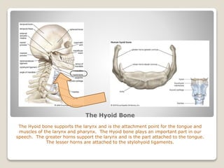 The Hyoid Bone
The Hyoid bone supports the larynx and is the attachment point for the tongue and
muscles of the larynx and pharynx. The Hyoid bone plays an important part in our
speech. The greater horns support the larynx and is the part attached to the tongue.
The lesser horns are attached to the stylohyoid ligaments.
 