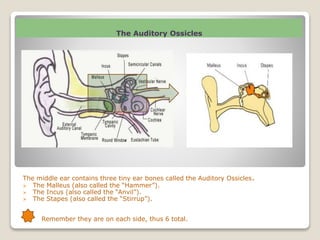 The Auditory Ossicles
The middle ear contains three tiny ear bones called the Auditory Ossicles.
 The Malleus (also called the “Hammer”).
 The Incus (also called the “Anvil”).
 The Stapes (also called the “Stirrup”).
 Remember they are on each side, thus 6 total.
 