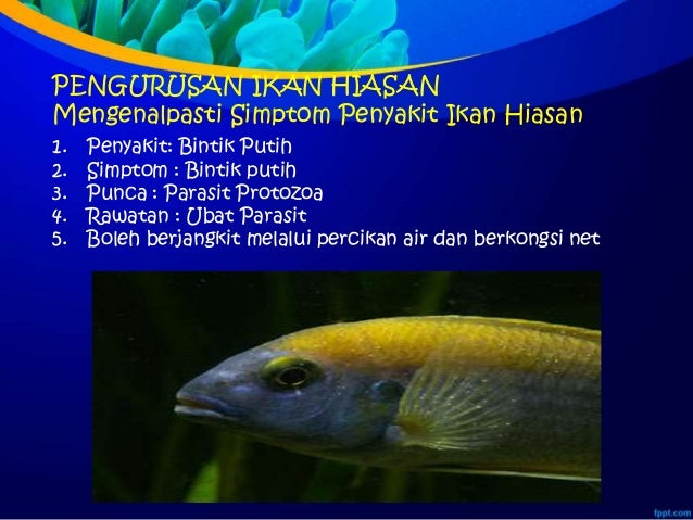 Group rahayu&rosmiahmte1 ikan hiasan