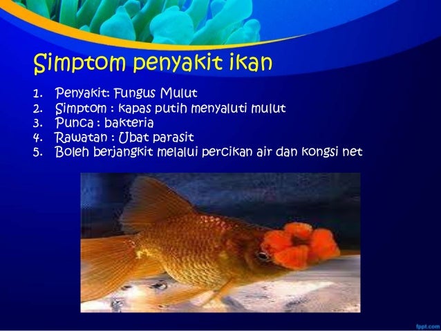 Group rahayu&rosmiahmte1 ikan hiasan Group rahayu&rosmiahmte1 ikan hiasan