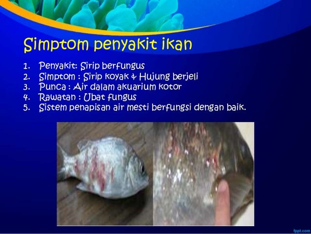 Group rahayu&rosmiahmte1 ikan hiasan Group rahayu&rosmiahmte1 ikan hiasan