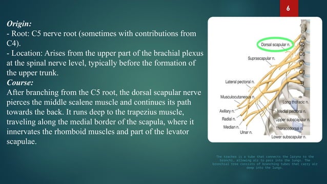 Presentation on Dorsal Scapular Nerve. power point docx.pptx