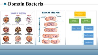 Domain Bacteria
 