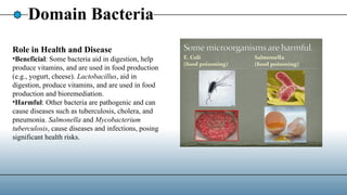 Domain Bacteria
Role in Health and Disease
•Beneficial: Some bacteria aid in digestion, help
produce vitamins, and are used in food production
(e.g., yogurt, cheese). Lactobacillus, aid in
digestion, produce vitamins, and are used in food
production and bioremediation.
•Harmful: Other bacteria are pathogenic and can
cause diseases such as tuberculosis, cholera, and
pneumonia. Salmonella and Mycobacterium
tuberculosis, cause diseases and infections, posing
significant health risks.
 