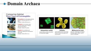 Domain Archaea
 