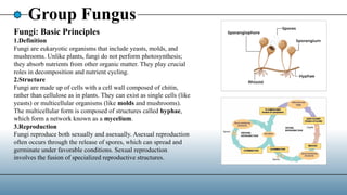 Group Fungus
Fungi: Basic Principles
1.Definition
Fungi are eukaryotic organisms that include yeasts, molds, and
mushrooms. Unlike plants, fungi do not perform photosynthesis;
they absorb nutrients from other organic matter. They play crucial
roles in decomposition and nutrient cycling.
2.Structure
Fungi are made up of cells with a cell wall composed of chitin,
rather than cellulose as in plants. They can exist as single cells (like
yeasts) or multicellular organisms (like molds and mushrooms).
The multicellular form is composed of structures called hyphae,
which form a network known as a mycelium.
3.Reproduction
Fungi reproduce both sexually and asexually. Asexual reproduction
often occurs through the release of spores, which can spread and
germinate under favorable conditions. Sexual reproduction
involves the fusion of specialized reproductive structures.
 