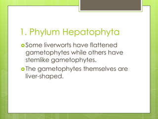 1. Phylum Hepatophyta
 Some    liverworts have flattened
  gametophytes while others have
  stemlike gametophytes.
 The gametophytes themselves are
  liver-shaped.
 