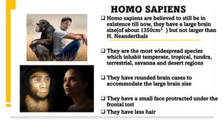 ❑ Homo sapiens are believed to still be in
existence till now, they have a large brain
size(of about 1350cm3 ) but not larger than
H. Neanderthals
❑ They are the most widespread species
which inhabit temperate, tropical, tundra,
terrestrial, savanna and desert regions
❑ They have rounded brain cases to
accommodate the large brain size
❑ They have a small face protracted under the
frontal tori
❑ They have less hair
HOMO SAPIENS
 