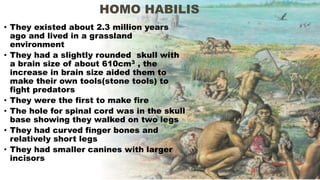• They existed about 2.3 million years
ago and lived in a grassland
environment
• They had a slightly rounded skull with
a brain size of about 610cm3 , the
increase in brain size aided them to
make their own tools(stone tools) to
fight predators
• They were the first to make fire
• The hole for spinal cord was in the skull
base showing they walked on two legs
• They had curved finger bones and
relatively short legs
• They had smaller canines with larger
incisors
HOMO HABILIS
 