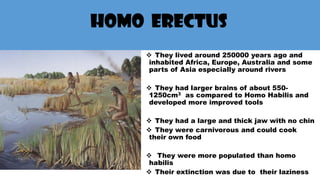 ❖ They lived around 250000 years ago and
inhabited Africa, Europe, Australia and some
parts of Asia especially around rivers
❖ They had larger brains of about 550-
1250cm3 as compared to Homo Habilis and
developed more improved tools
❖ They had a large and thick jaw with no chin
❖ They were carnivorous and could cook
their own food
❖ They were more populated than homo
habilis
❖ Their extinction was due to their laziness
HOMO ERECTUS
 