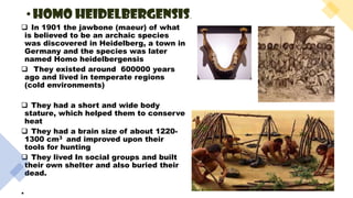 ❑ In 1901 the jawbone (maeur) of what
is believed to be an archaic species
was discovered in Heidelberg, a town in
Germany and the species was later
named Homo heidelbergensis
❑ They existed around 600000 years
ago and lived in temperate regions
(cold environments)
❑ They had a short and wide body
stature, which helped them to conserve
heat
❑ They had a brain size of about 1220-
1300 cm3 and improved upon their
tools for hunting
❑ They lived In social groups and built
their own shelter and also buried their
dead.
•
•HOMO HEIDELBERGENSIS.
 