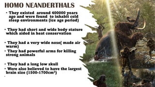 HOMO NEANDERTHALS
• They existed around 400000 years
ago and were found to inhabit cold
steep environments (ice age period)
• They had short and wide body stature
which aided in heat conservation
• They had a very wide nose( made air
warm)
• They had powerful arms for killing
strong animals
• They had a long low skull
• Were also believed to have the largest
brain size (1500-1700cm3)
•
 
