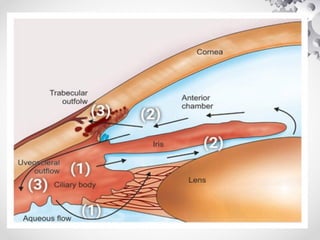 Interocular Area GROUP WORK. PHYSIOLOGY OF INTRAOCULAR PRESSURE.pptx