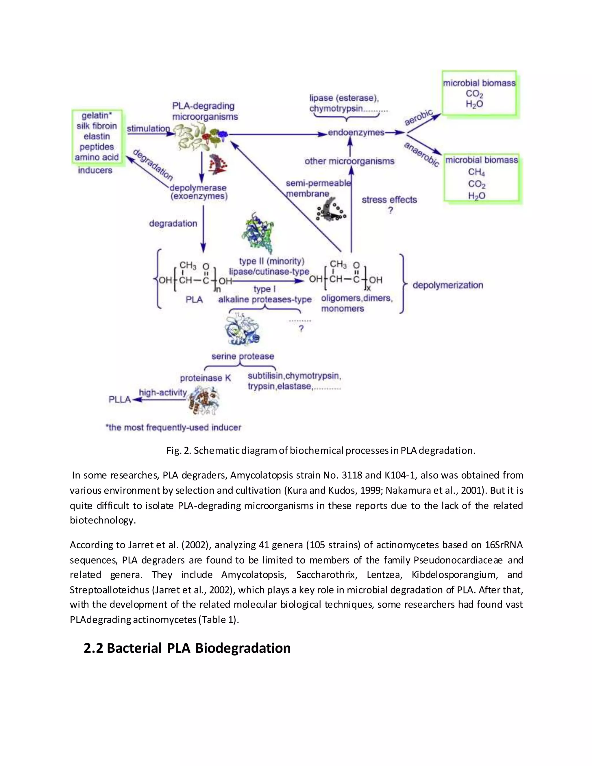 Fig.2. Schematicdiagramof biochemical processesinPLA degradation.
In some researches, PLA degraders, Amycolatopsis strain No. 3118 and K104-1, also was obtained from
various environment by selection and cultivation (Kura and Kudos, 1999; Nakamura et al., 2001). But it is
quite difficult to isolate PLA-degrading microorganisms in these reports due to the lack of the related
biotechnology.
According to Jarret et al. (2002), analyzing 41 genera (105 strains) of actinomycetes based on 16SrRNA
sequences, PLA degraders are found to be limited to members of the family Pseudonocardiaceae and
related genera. They include Amycolatopsis, Saccharothrix, Lentzea, Kibdelosporangium, and
Streptoalloteichus (Jarret et al., 2002), which plays a key role in microbial degradation of PLA. After that,
with the development of the related molecular biological techniques, some researchers had found vast
PLAdegradingactinomycetes(Table 1).
2.2 Bacterial PLA Biodegradation
 