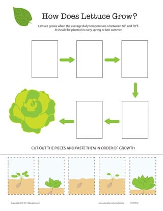 How Does Lettuce Grow?
Copyright 2010-2011 Education.com www.education.com/worksheets Created by:
CUT OUT THE PIECES AND PASTE THEM IN ORDER OF GROWTH
Lettuce grows when the average daily temperature is between 60° and 70°F.
It should be planted in early spring or late summer.
 