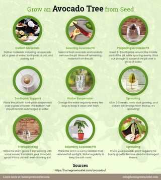 How to Grow an Avocado Tree from Seeds...