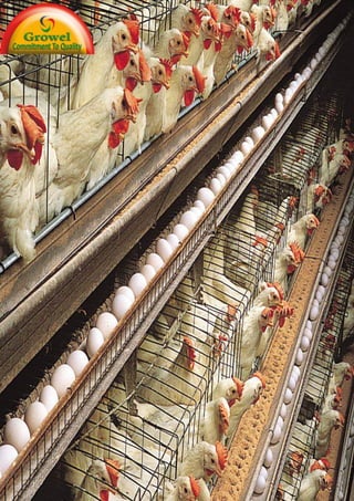 Growel' Layer
Poultry Farming
Guide
 