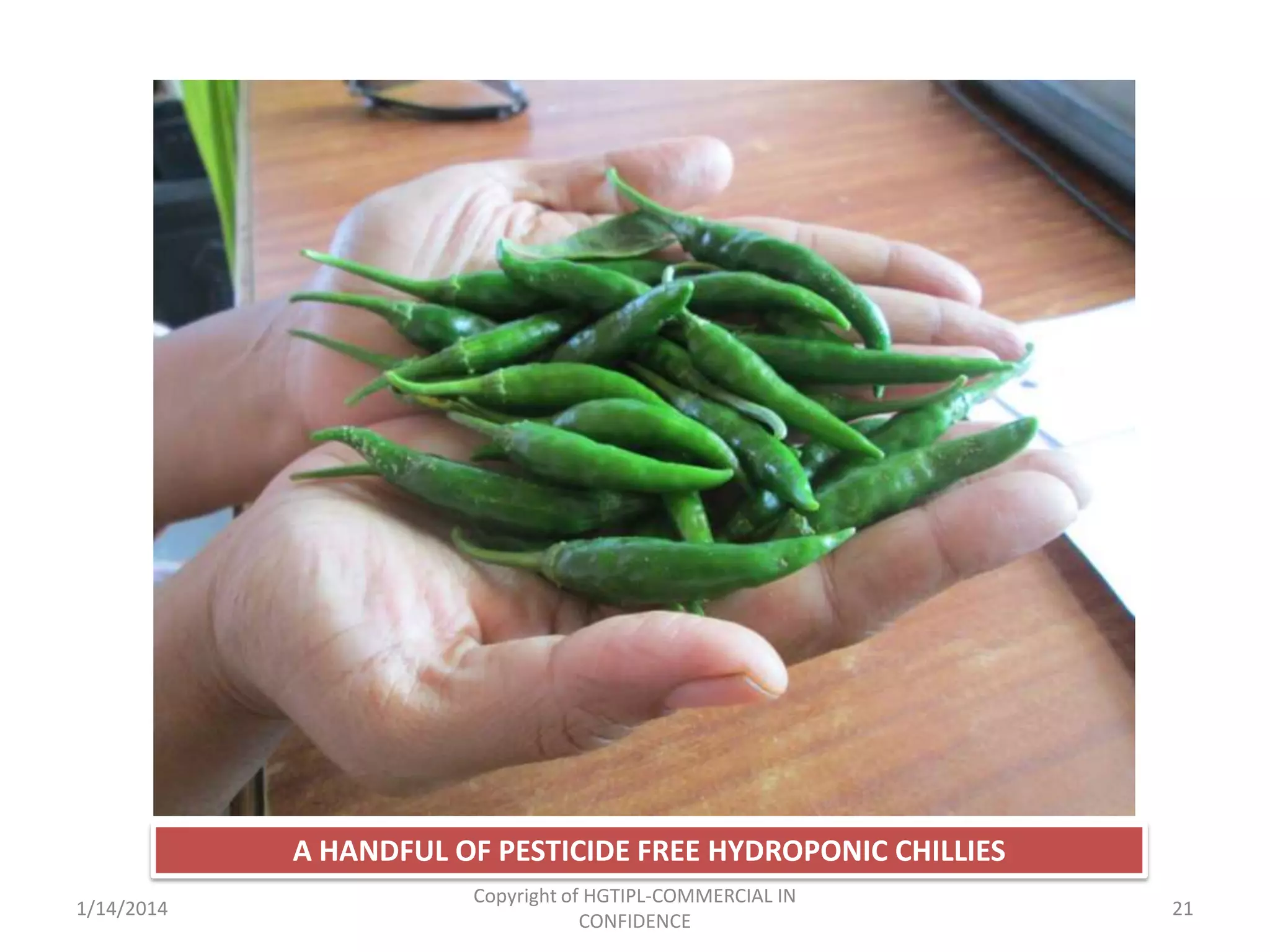A HANDFUL OF PESTICIDE FREE HYDROPONIC CHILLIES
1/14/2014

Copyright of HGTIPL-COMMERCIAL IN
CONFIDENCE

21

 