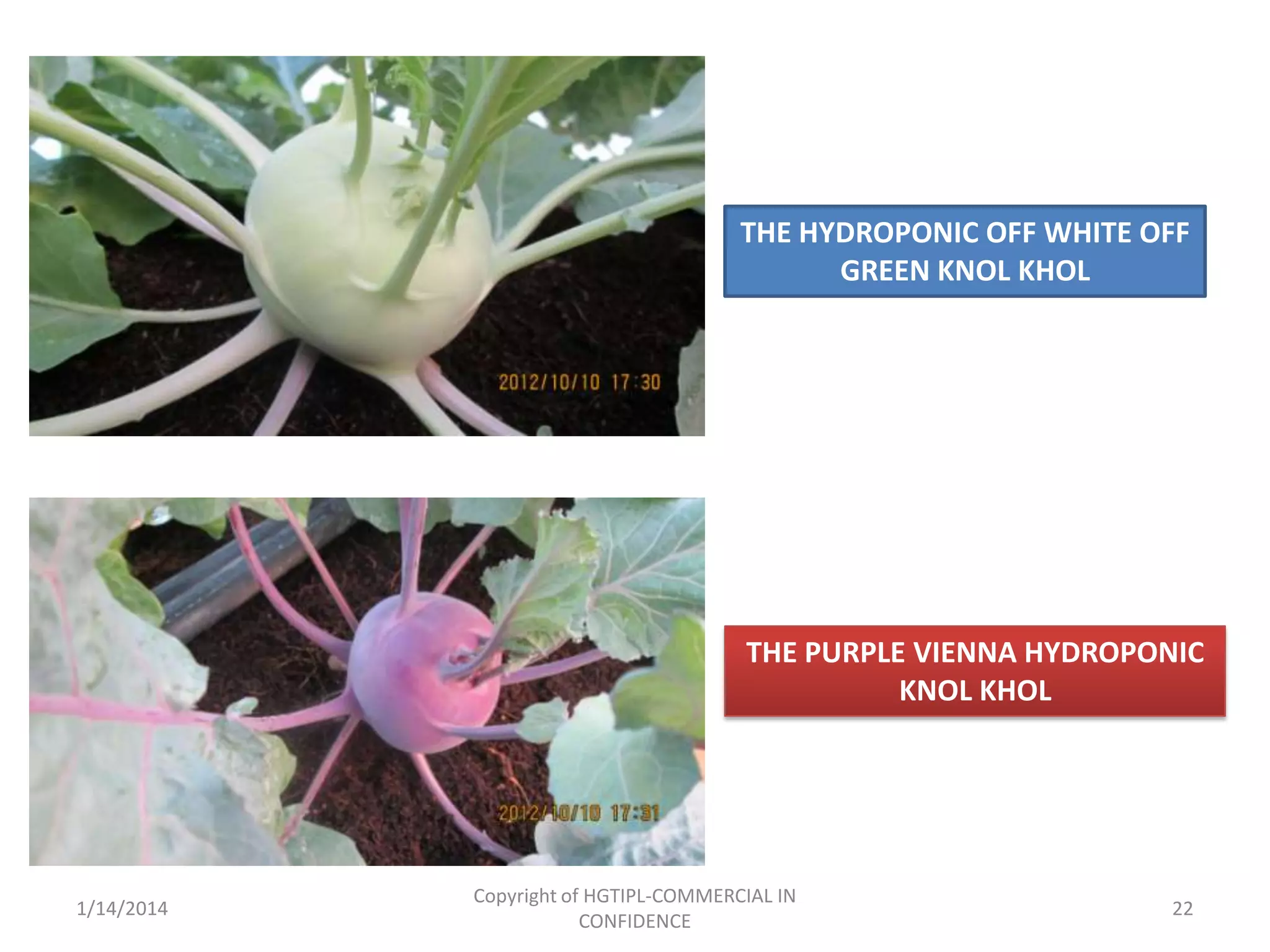 THE HYDROPONIC OFF WHITE OFF
GREEN KNOL KHOL

THE PURPLE VIENNA HYDROPONIC
KNOL KHOL

1/14/2014

Copyright of HGTIPL-COMMERCIAL IN
CONFIDENCE

22

 