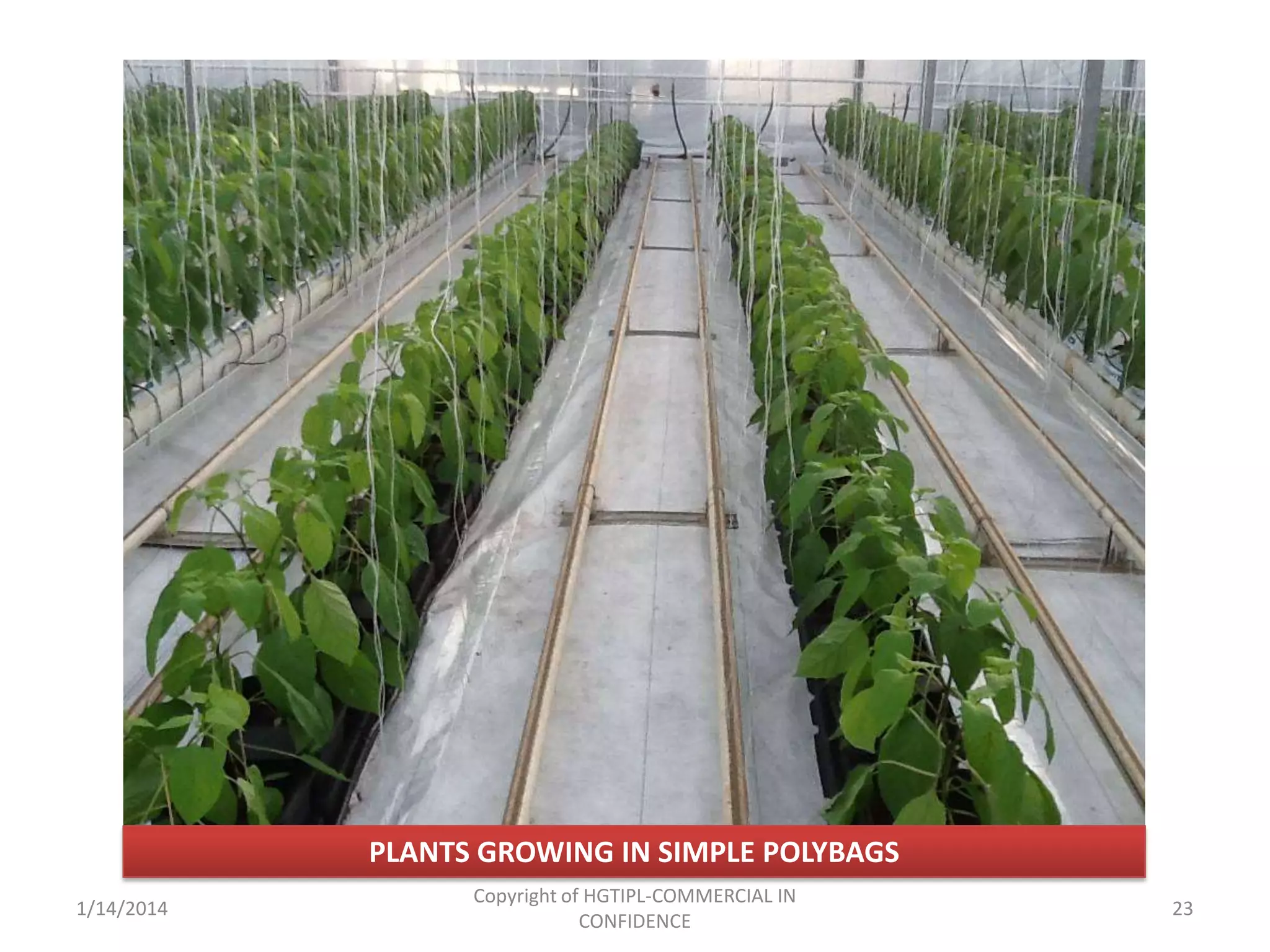 PLANTS GROWING IN SIMPLE POLYBAGS
1/14/2014

Copyright of HGTIPL-COMMERCIAL IN
CONFIDENCE

23

 