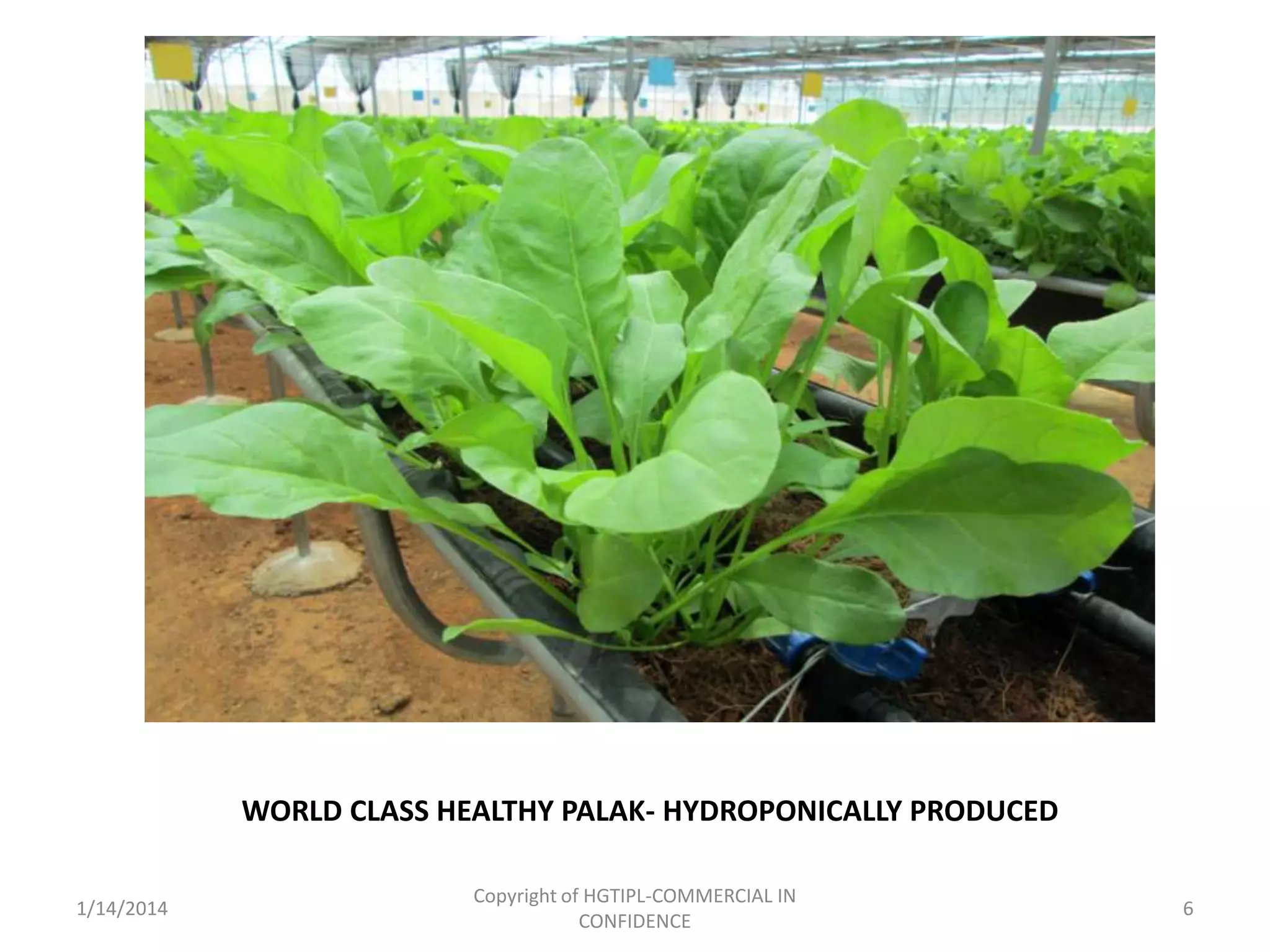 WORLD CLASS HEALTHY PALAK- HYDROPONICALLY PRODUCED
1/14/2014

Copyright of HGTIPL-COMMERCIAL IN
CONFIDENCE

6

 