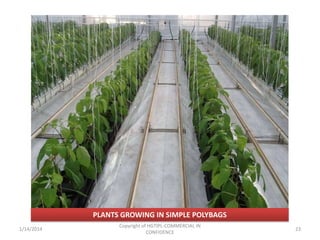 PLANTS GROWING IN SIMPLE POLYBAGS
1/14/2014

Copyright of HGTIPL-COMMERCIAL IN
CONFIDENCE

23

 