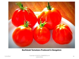 Beefsteak Tomatoes-Produced in Bangalore
1/14/2014

Copyright of HGTIPL-COMMERCIAL IN
CONFIDENCE

26

 