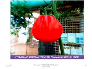 HYDROPONIC BEEFSTEAK TOMATOES COMMAND PREMIUM PRICES

1/14/2014

Copyright of HGTIPL-COMMERCIAL IN
CONFIDENCE

31

 