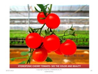 HYDROPONIC CHERRY TOMATO- SEE THE COLOR AND BEAUTY
30-07-2013

Copyright of HGTIPL-COMMERCIAL IN
CONFIDENCE

29

 