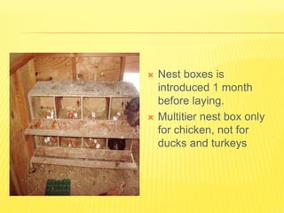  Nest boxes is
introduced 1 month
before laying.
 Multitier nest box only
for chicken, not for
ducks and turkeys
 