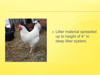  Litter material spreaded
up to height of 4’’ in
deep litter system.
 