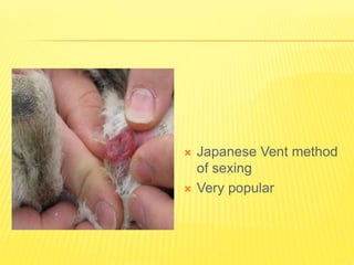  Japanese Vent method
of sexing
 Very popular
 