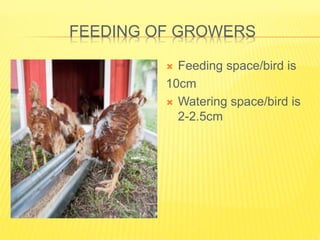 FEEDING OF GROWERS
 Feeding space/bird is
10cm
 Watering space/bird is
2-2.5cm
 