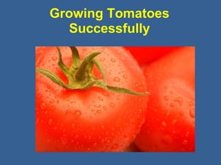 Growing Tomatoes
Successfully
 