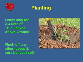 Planting
Leave only top
2-3 Sets of
True Leaves
Above Ground
Pinch off any
other leaves &
bury beneath soil
 