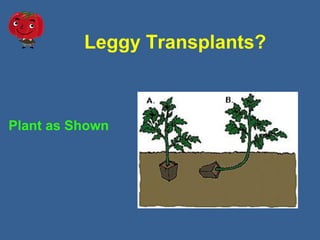Leggy Transplants?
Plant as Shown
 