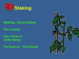 Staking
Staking - Second Best
Tie Loosely
Use Twine or
Cloth Strips
Tie Every 6 - 10 inchesS
 