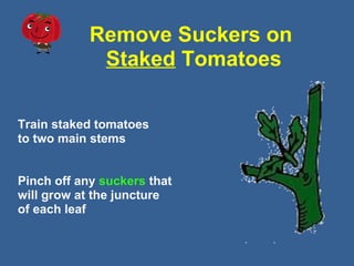Remove Suckers on
Staked Tomatoes
Train staked tomatoes
to two main stems
Pinch off any suckers that
will grow at the juncture
of each leaf
 